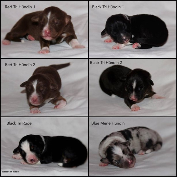 BossesClan22555195_1330110417111379_8218554563347847629_n