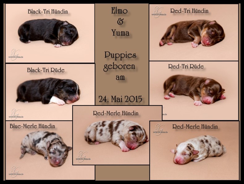 Elmo-Yuma-born-klein- 1