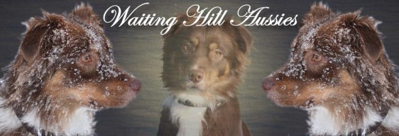 Waitinghill-klein11051416_1072078206151921_1365595893_n