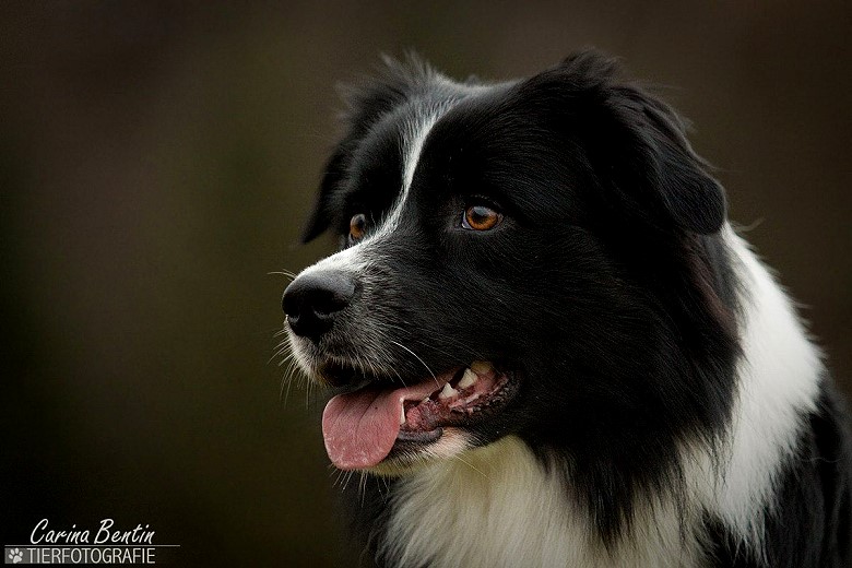 a1921073_815219475210595_3340509157030279340_o