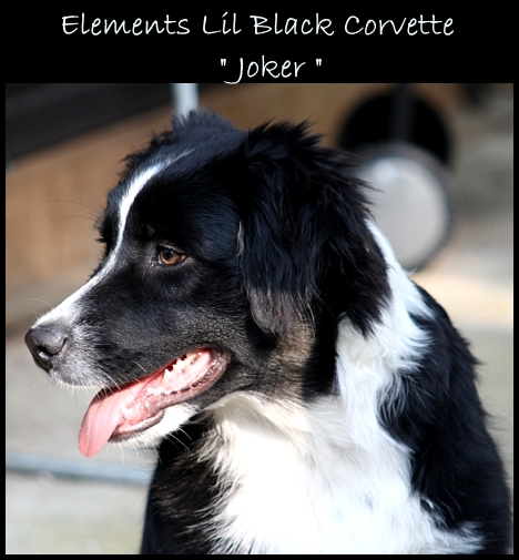 joker-IMG_9204