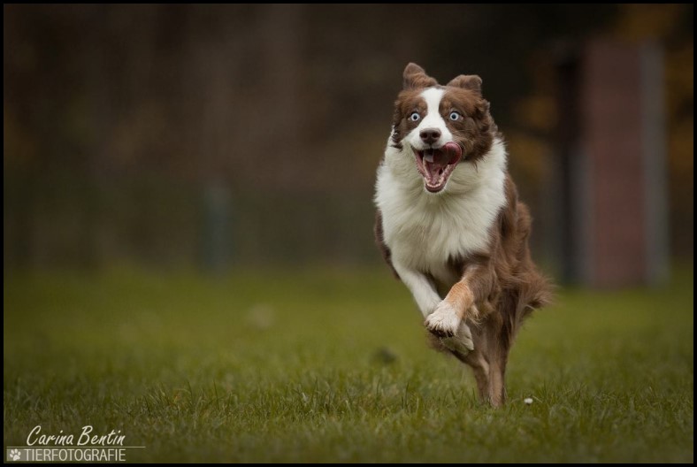 nala1909306_818103691588840_8167608012334234755_o