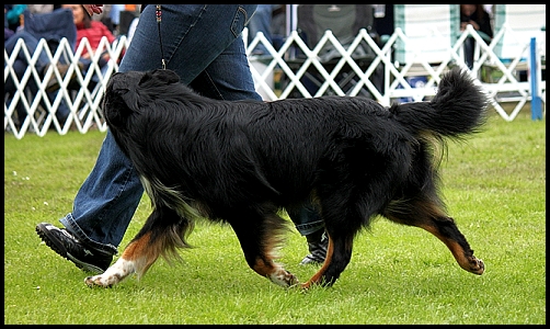 ddenzel-kowiIMG_8348