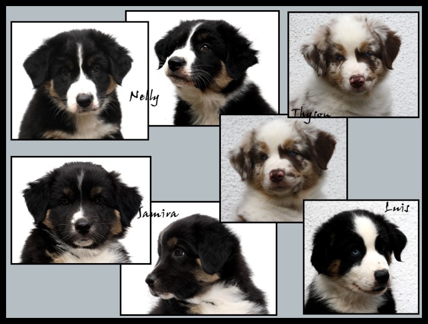 -KleinHunter-Panya-PupsColla- 1