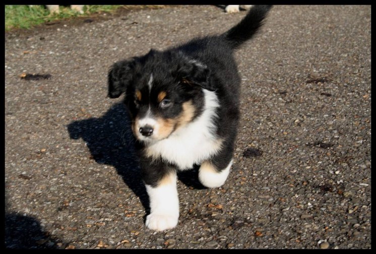 12308000_1234207479938992_6076011040450301782_o