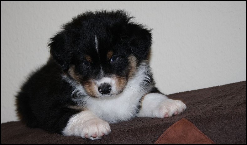 12308030_1232319003461173_3086705930081416313_o