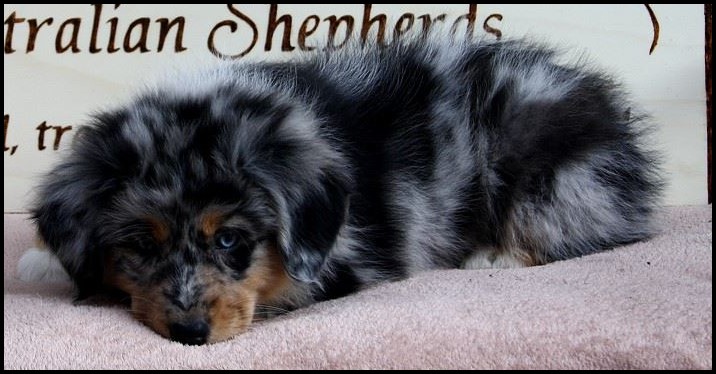 12339197_1239645199395220_2337675693317562821_o