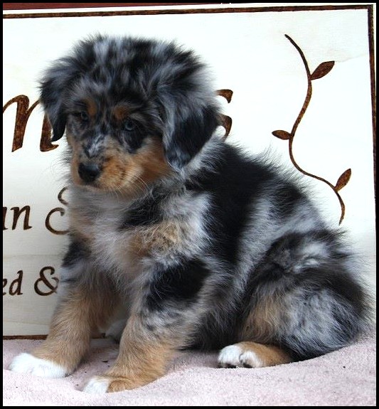 12362785_1239645172728556_5510820822901443000_o