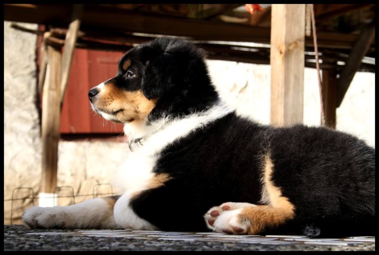 12370831_1243973682295705_8316168410986788801_o