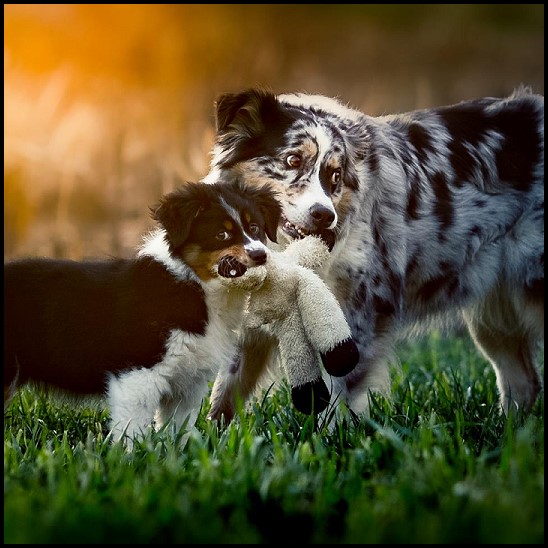 12391092_1735693483331808_8040969370820277179_n