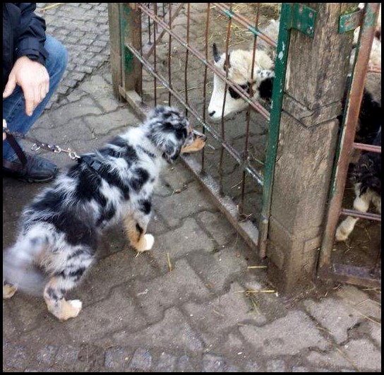 12476494_1255717234454683_528360277_n