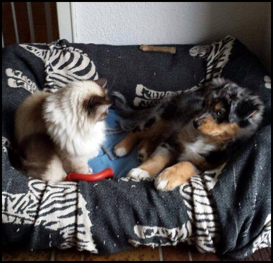 Angel12516126_1255782754448131_1687044638_n