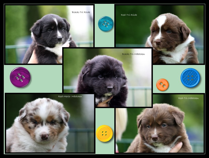 Besuch-Hunter-Kiwi333 - 3