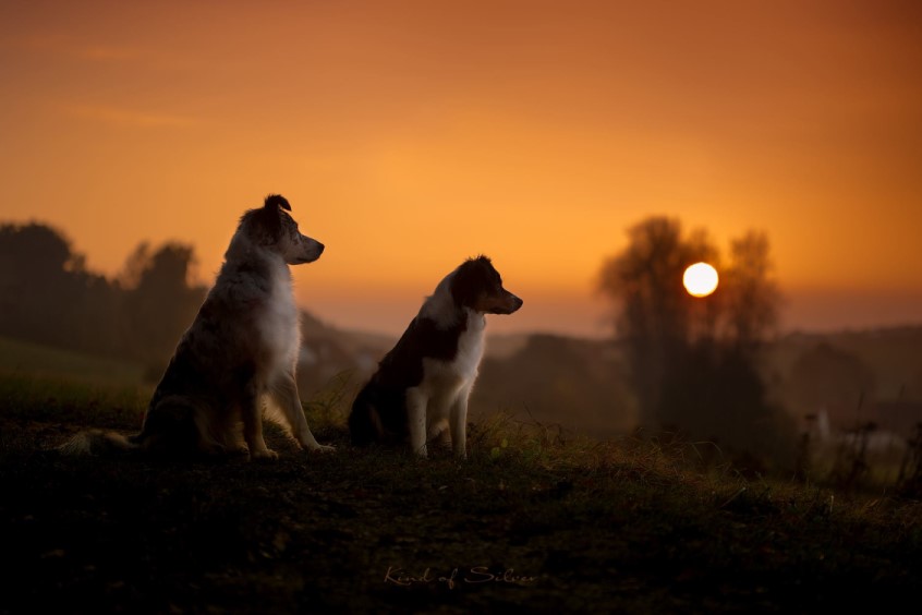 COCO-Emma15625732_1898871640347324_8462309505287596125_o