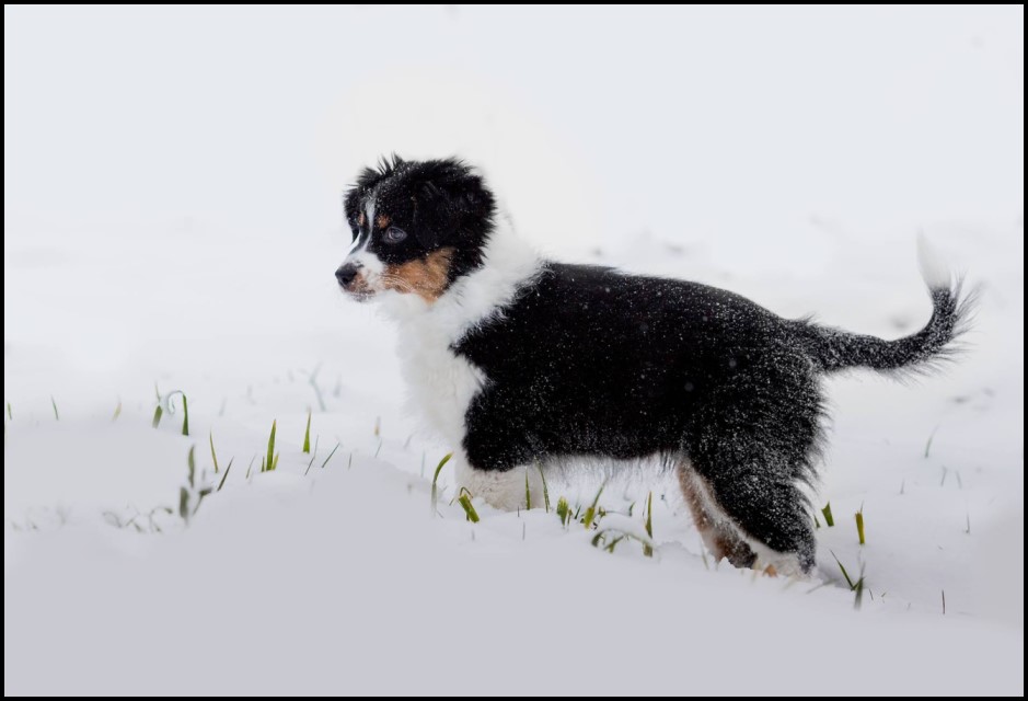 COCO12493456_1738494959718327_4073706124504135775_o