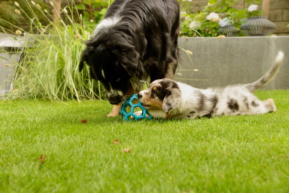 Chester&Filou19679581_1223767547733507_1737976605_n