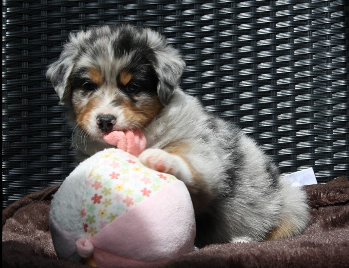 Chestercrockett5weeksIMG_1303