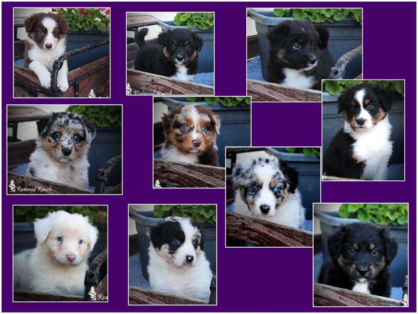 EVE-Sky-PupsUnbenannt - 2