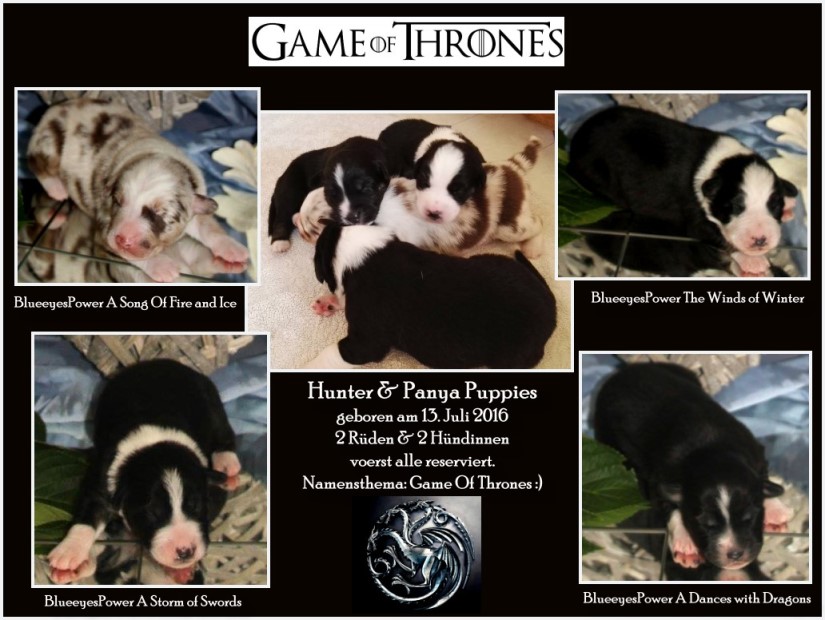 KleinHunter&Panya-PuppiesUnbenannt - 3