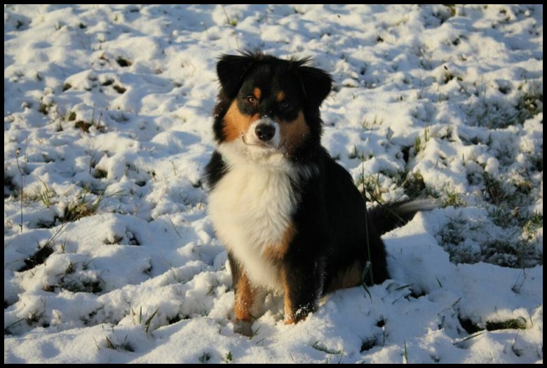 Nikan24129638_1662501577141614_163186150286632117_n