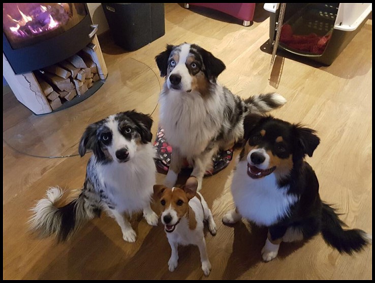 Nikan25474235_2020961607930238_1644922024_o