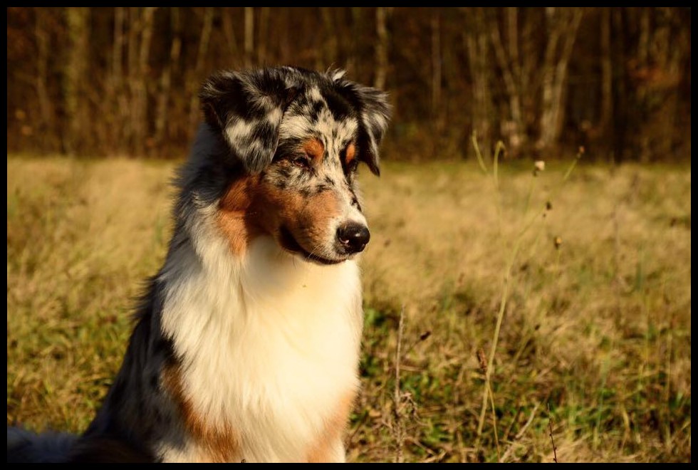 chester24774755_2009169612442771_8511431992326190205_n