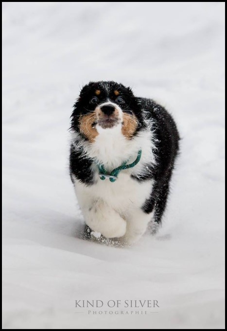 coco 946113_1738920186342471_2754810085767127669_n