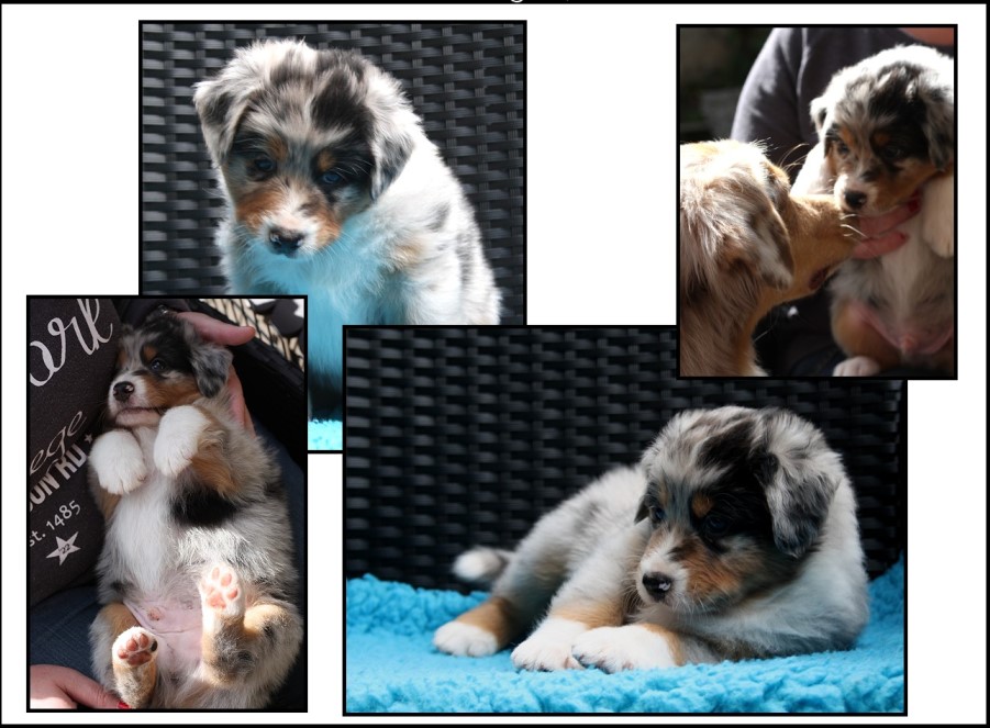 colla5weeks-crocket1t - 6