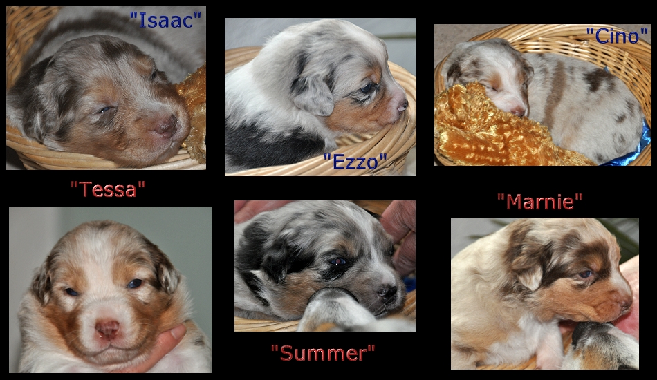 collageelmo-nitapups-_2