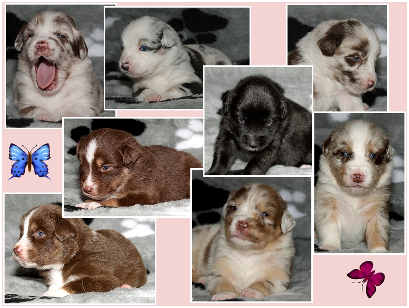 hunter-invita-babys-colla_-_2