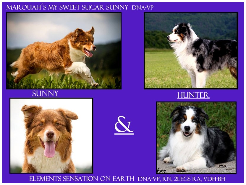 klSunny-Hunter-lila - 3