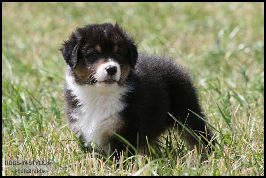 kleinNikan19146206_1362128677197001_5011760500537367843_n