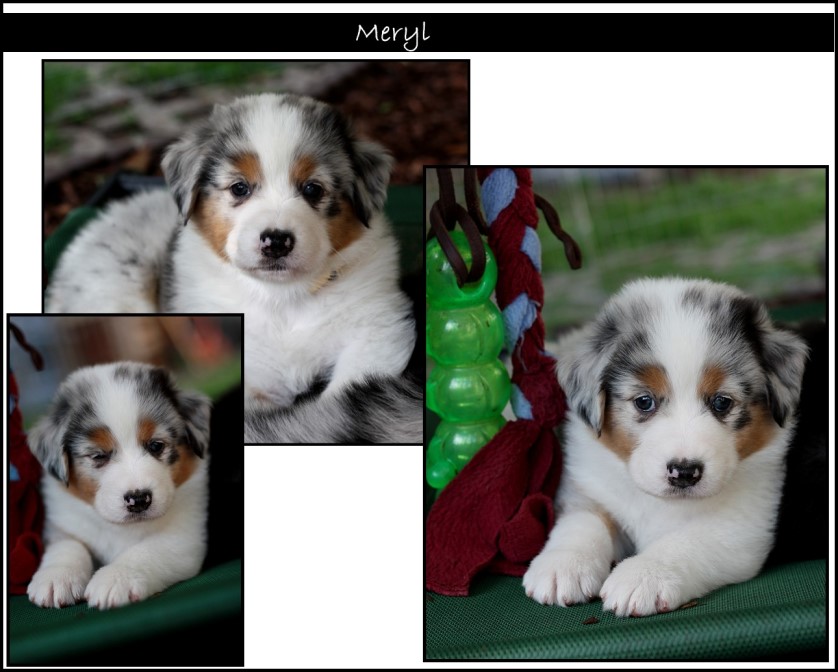 kleincolla5weeks-meryl - 3