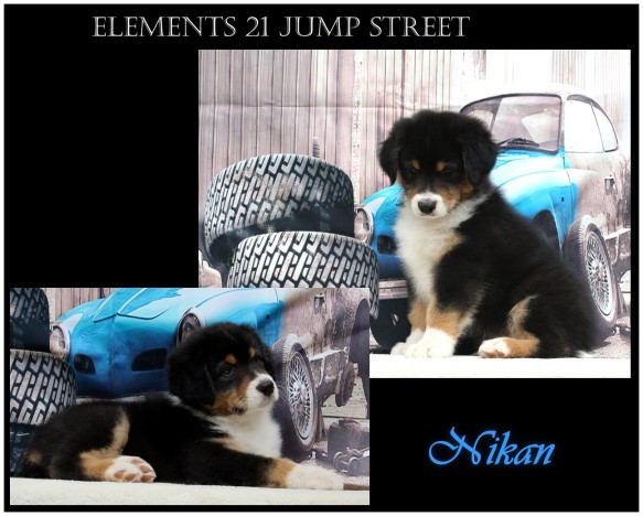 kleinnikanUnbenannt - 4