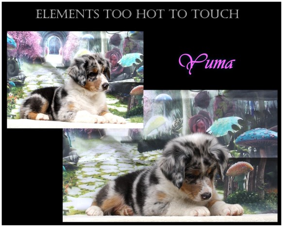 kleinyumaUnbenannt - 9