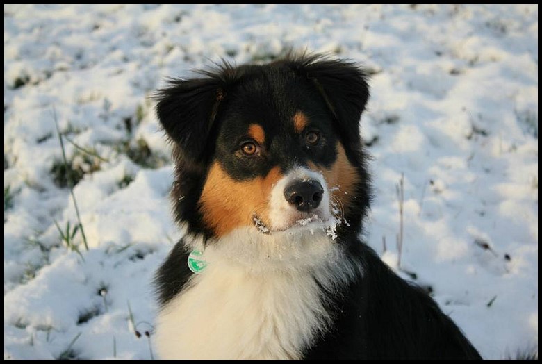 nikan24131287_1662501517141620_8673217462064405632_n