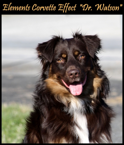 watdddr.watsonIMG_2470